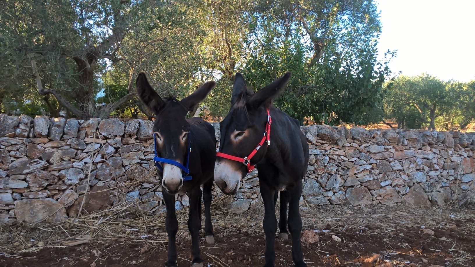 orto Dakar